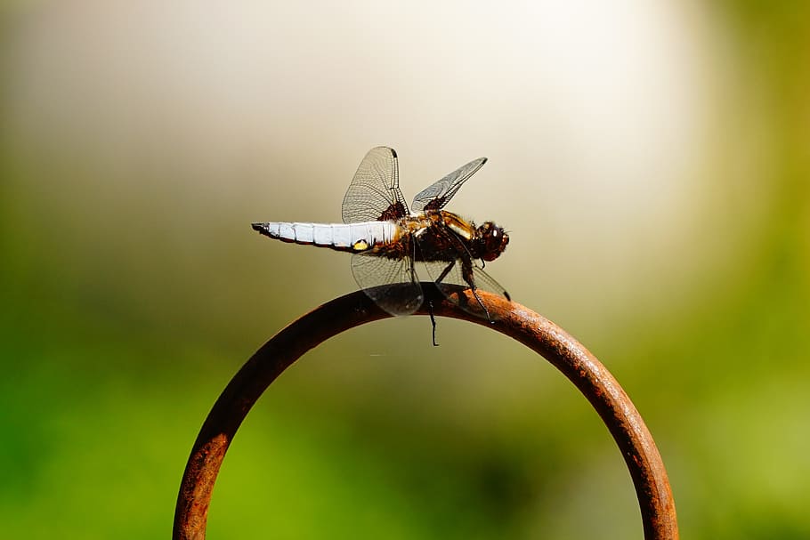 dragonfly, wing, close, nature, insect, blue dragonfly, flight insect HD wallpaper