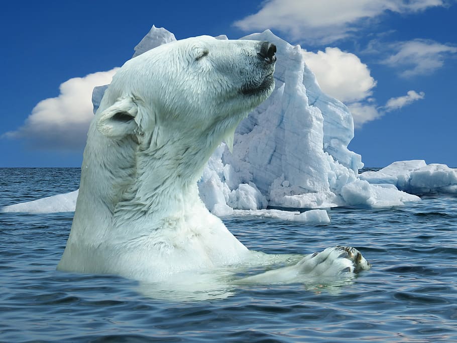polar bear in body of water near iceberg during daytime, nature, HD wallpaper
