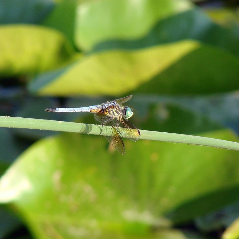 Dragonfly, Insect, Green Plants, Bug, wings, macro, summer HD wallpaper