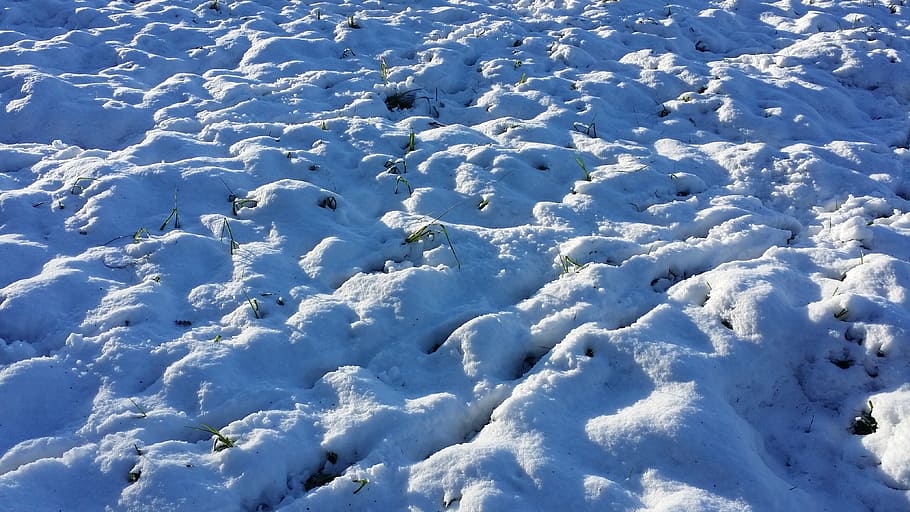snow, sun, meadow, winter, cold temperature, nature, day, full frame HD wallpaper
