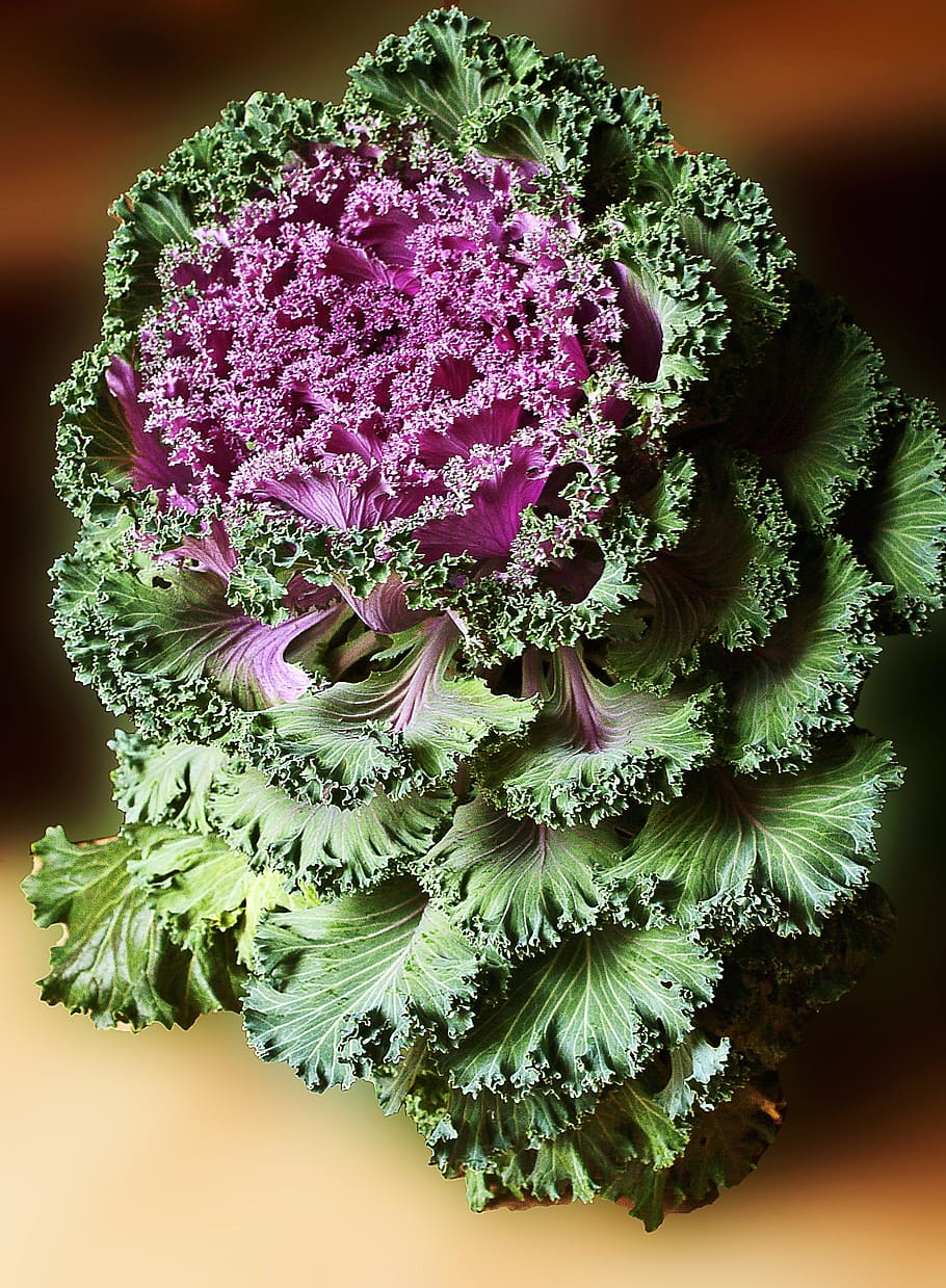 decorative cabbage, a vegetable, vegetables, flowering plant HD wallpaper