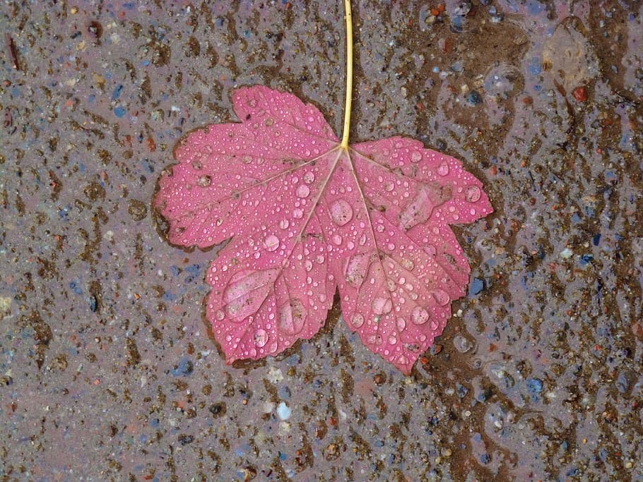 Maple Leaf, Maple, Leaves, Autumn, rain, drop of water, drip HD wallpaper