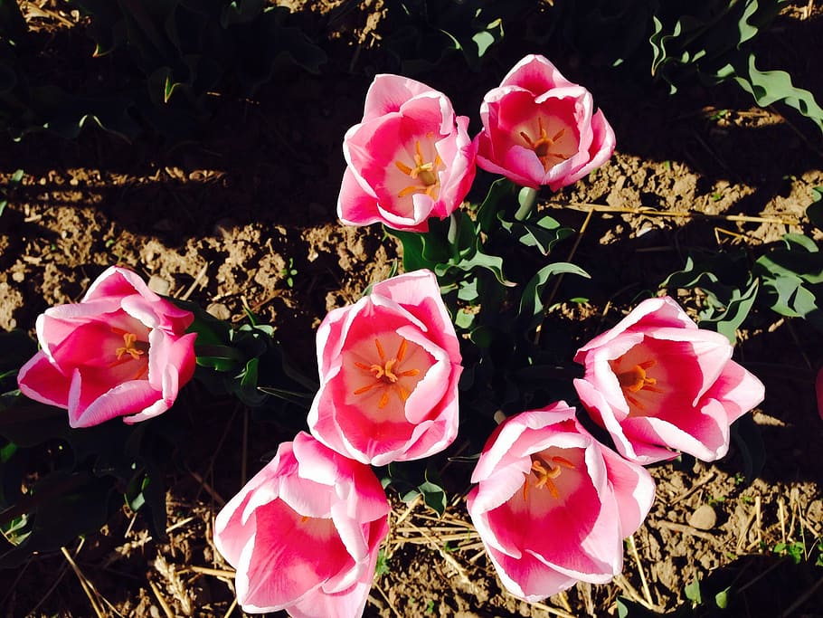 flower, tulip, nature, pink Color, plant, red, petal, flowering plant HD wallpaper