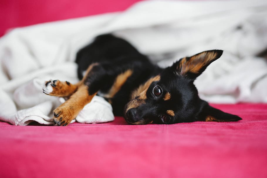 A cute puppy in a pink bed, dog, pet, animal, sleep, sleeping