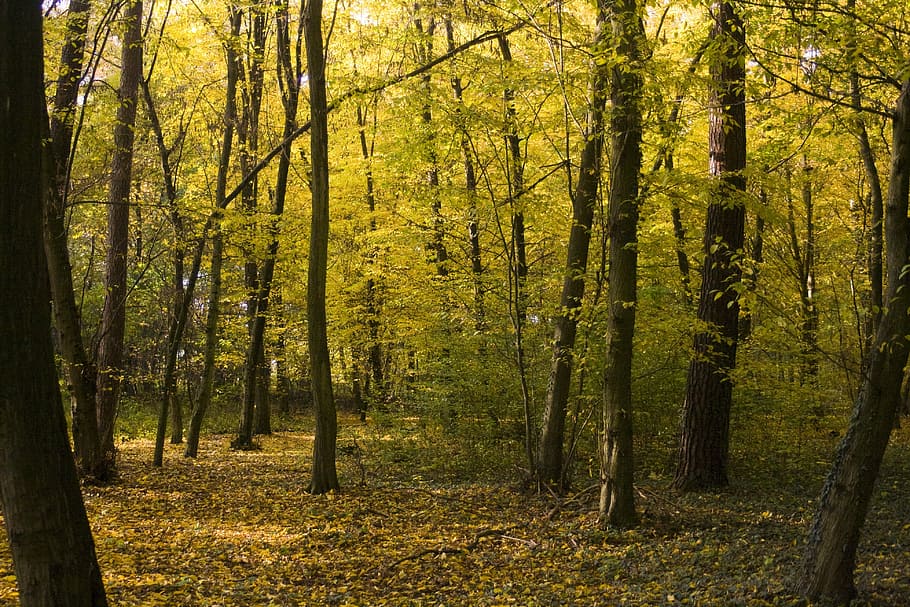 view of trees in forest during daytime, emerge, leaves, maple HD wallpaper