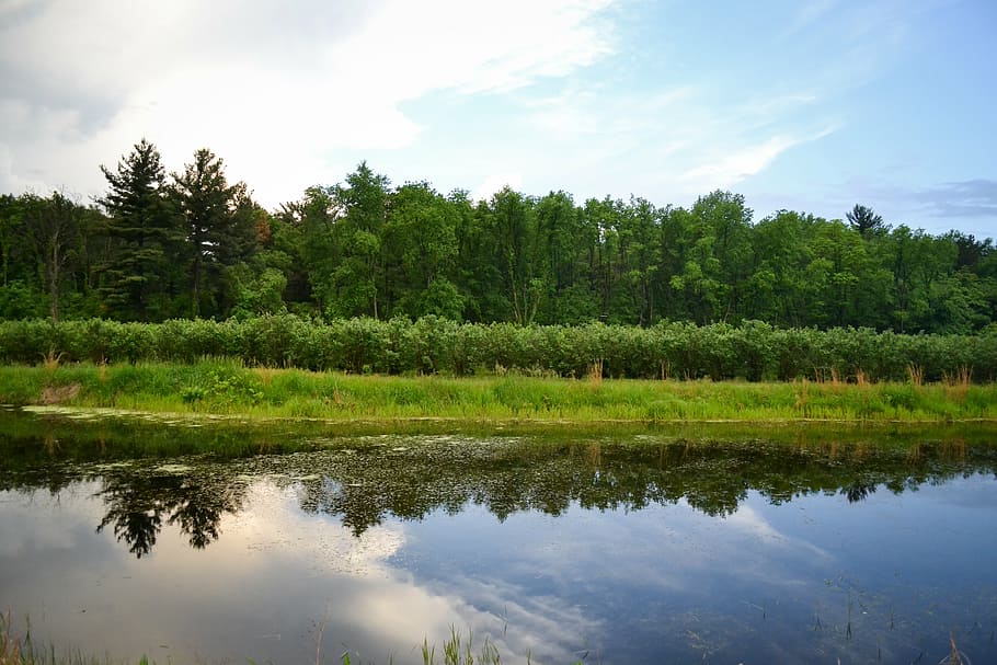 tree, trees, sky, clouds, landscape, sunset, summer, lake, pond HD wallpaper