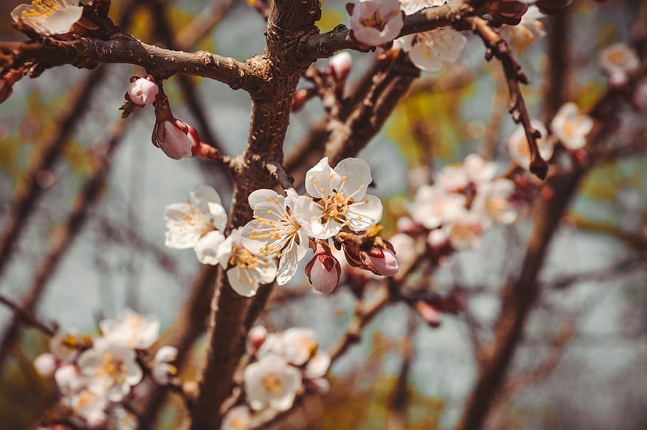 flower, tree, spring, flowering branch, flowering tree, sakura HD wallpaper