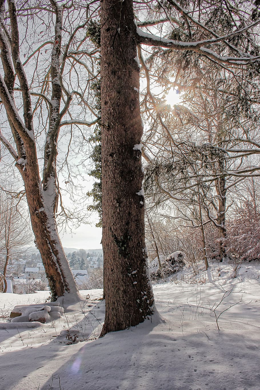 winter, snow, winter sun, tree, back light, wintry, cold, snowy HD wallpaper