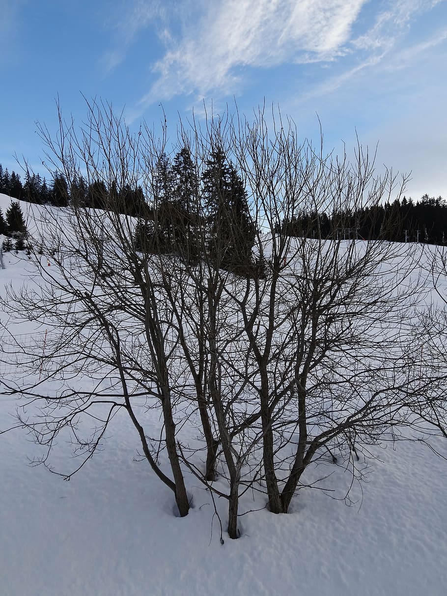 tree, snow, light and shade, branches, cold temperature, winter HD wallpaper