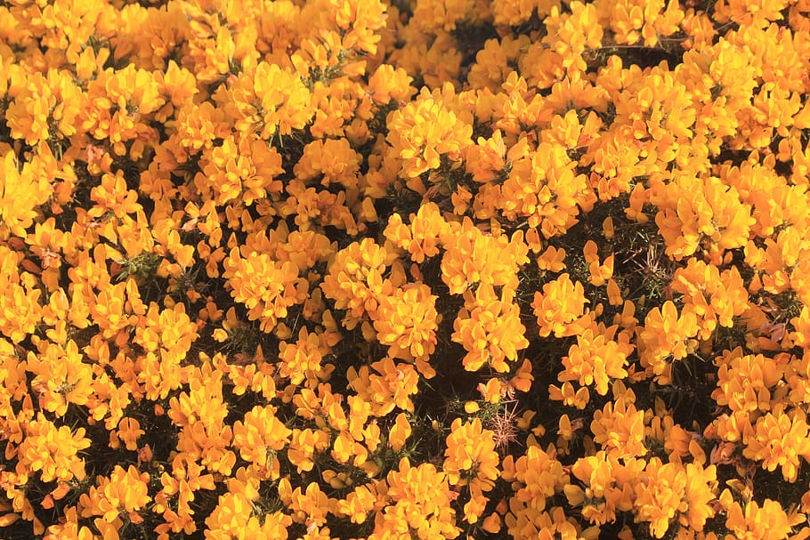 yellow, orange, flower, background, flowering plant, beauty in nature HD wallpaper