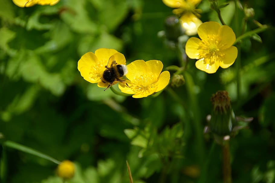 Bourdon, Insect, Foraging, Nature, flower, fauna, forage, macro HD wallpaper