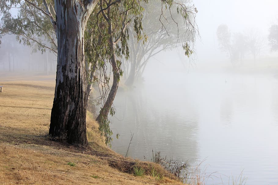calm, tranquil, river, mist, landscape, reflection, lake, water HD wallpaper