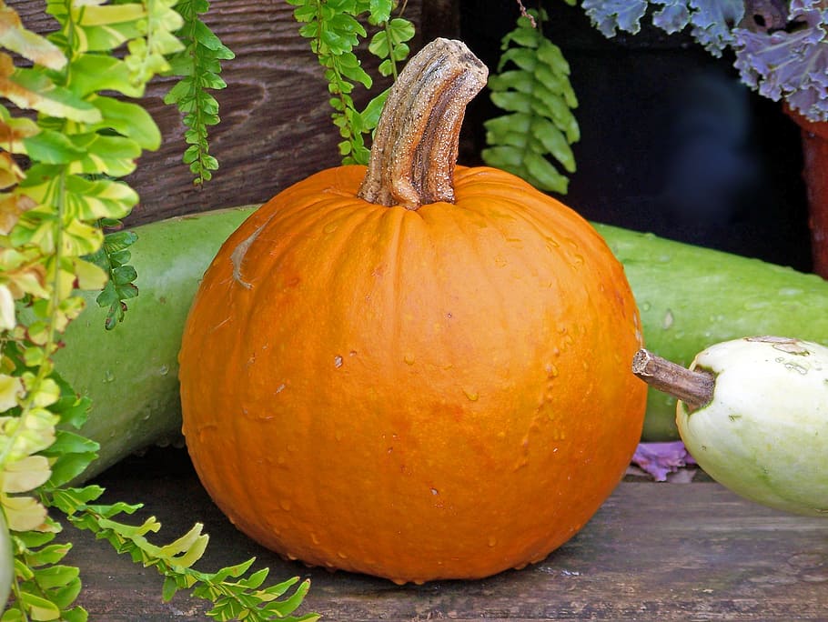 Pumpkin, Autumn, Fall, Halloween, thanksgiving, orange, harvest HD wallpaper