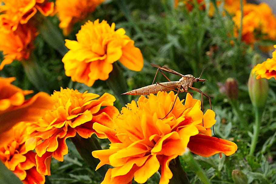 schnake, schneider, close, insect, nature, flower, invertebrate HD wallpaper