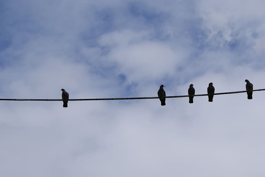 birds, perched, doves, wire, line, fly, wings, feather, wildlife HD wallpaper