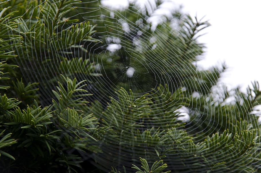 cobweb, spider web, nature, spiderweb, morning, drop, water HD wallpaper