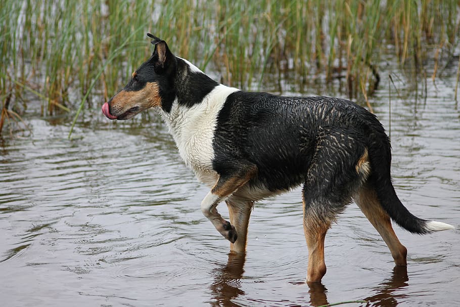collie, dog, short-haired, pet, water, bath, summer, nature