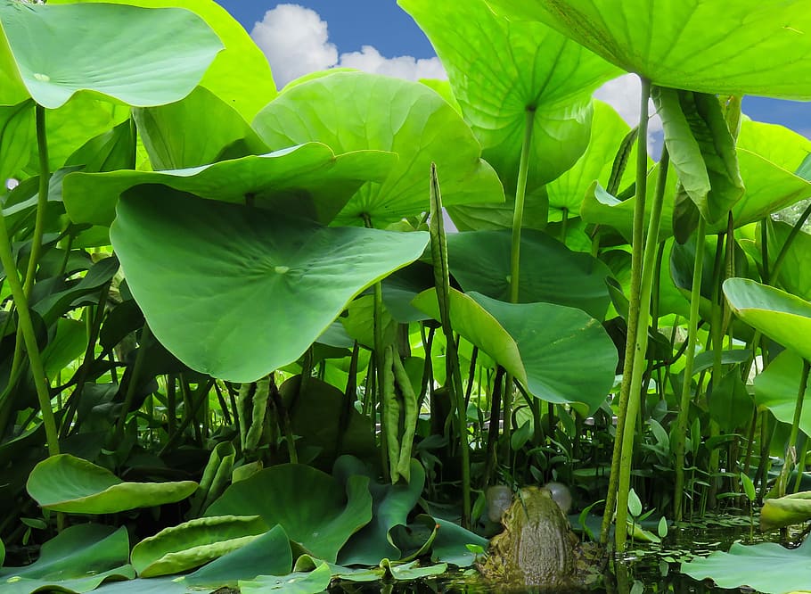 shallow focus photography of green plants, Tree Frog, Pairing HD wallpaper