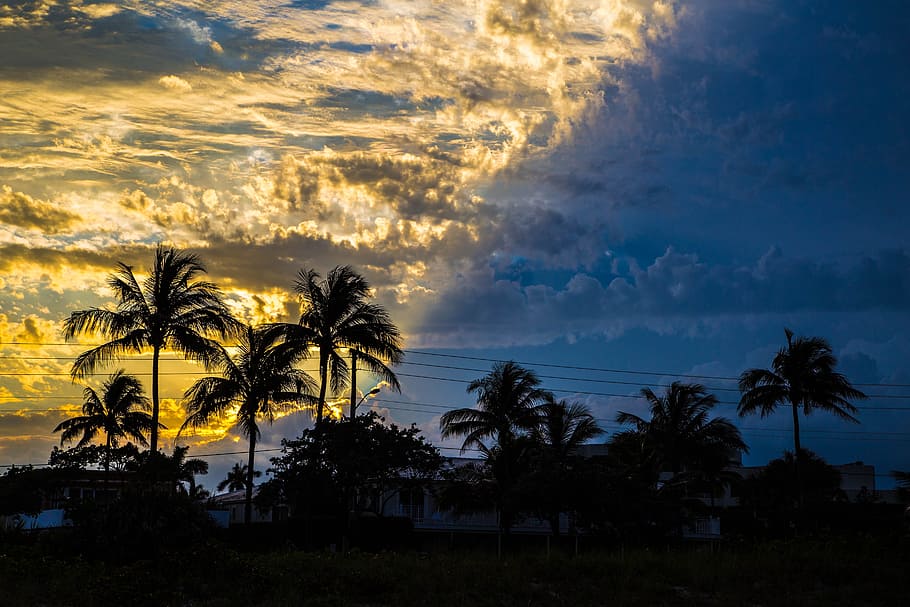 palm, beach, tropical, tree, seashore, idyllic, sun, island HD wallpaper