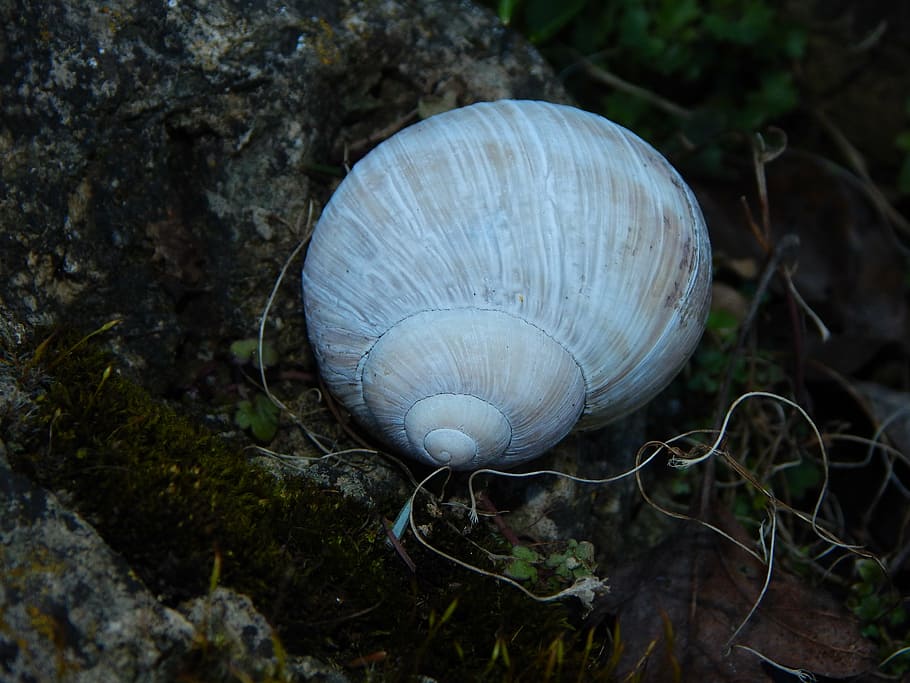 shell, white, snail shell, white snail, housing, close-up, animal wildlife HD wallpaper