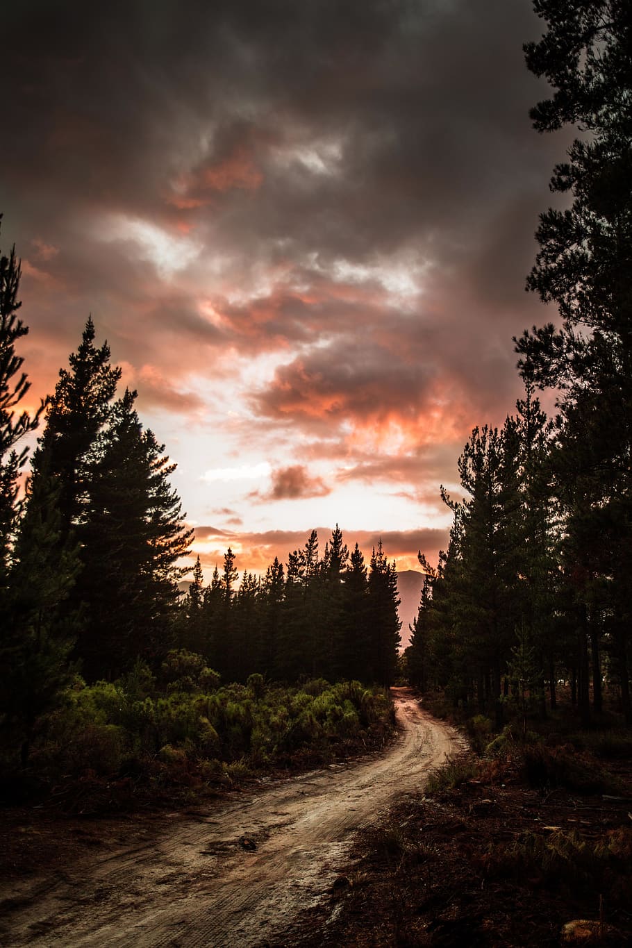 path, road, nature, trees, plant, dark, sunset, sunrise, sky HD wallpaper