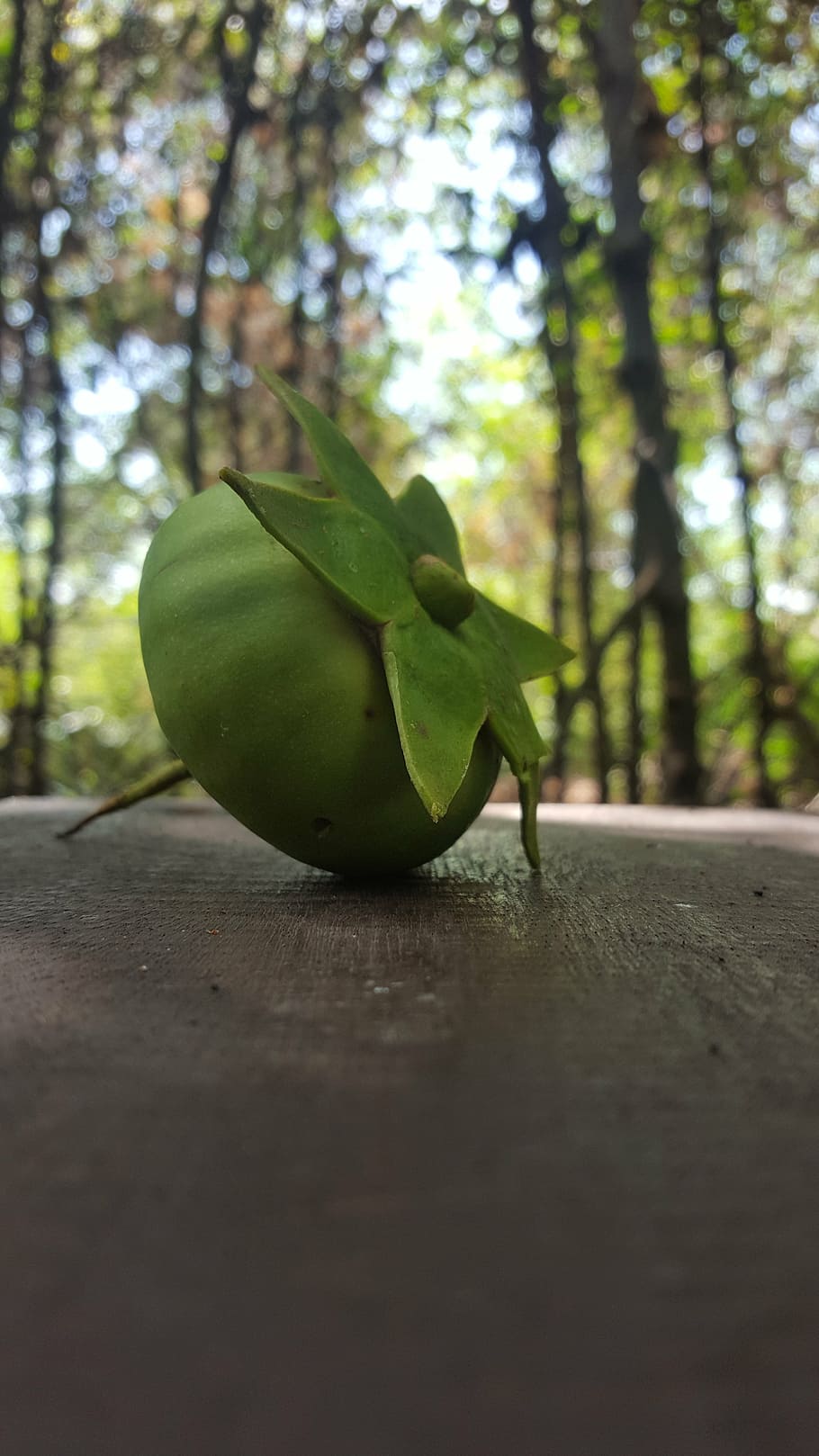 mangrove, fruit, indonesian, nature, food, leaf, tree, freshness HD wallpaper