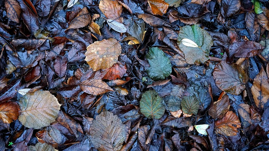 leaves, wet, foliage, leaf, autumn, nature, season, forest HD wallpaper