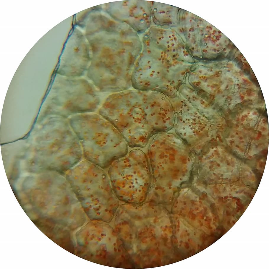 paprika, fruit bowl, chromoplasts, microscope image, plant cells, HD wallpaper