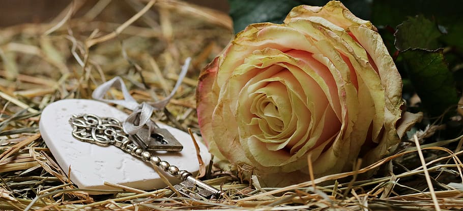 yellow rose flower beside silver-colored skeleton key and silver-colored padlock on withered grasses, HD wallpaper