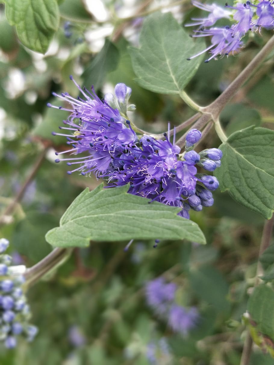 purple, flower, have, flowering plant, growth, fragility, vulnerability HD wallpaper