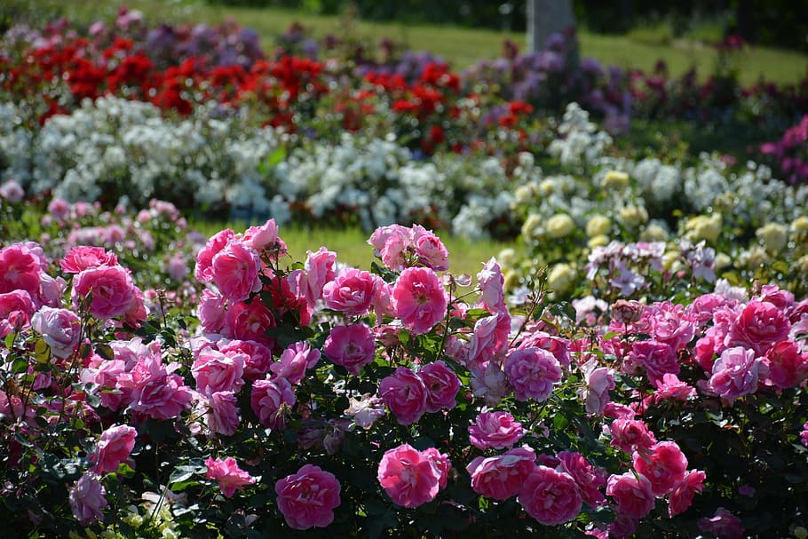 rose, flowers, flowering plant, freshness, growth, beauty in nature HD wallpaper