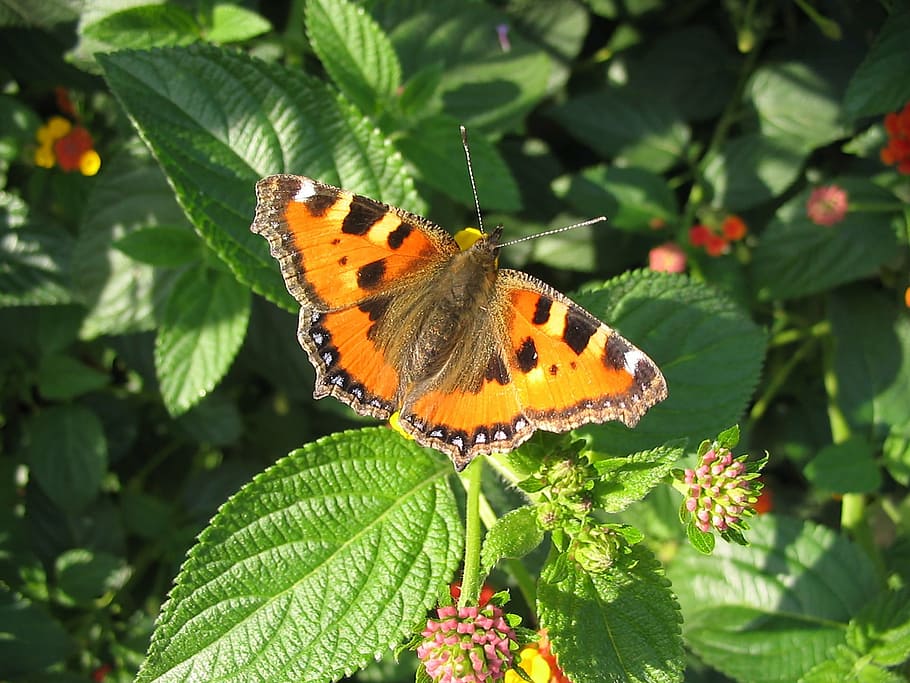 butterfly, close, insect, nature, butterfly - Insect, animal Wing HD wallpaper