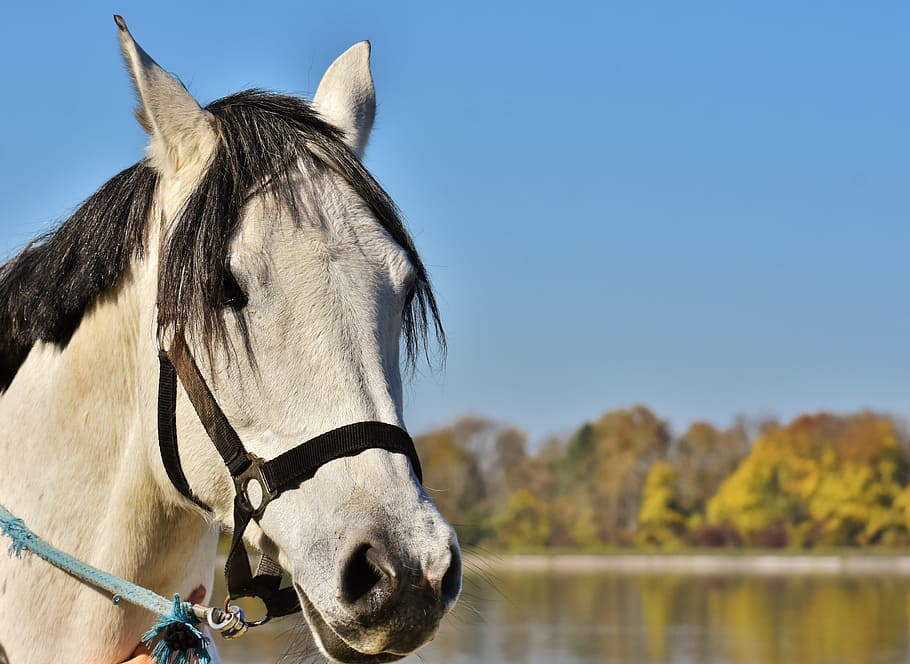 mold, sky, blue, pony, animal, blue sky, mare, cute, pferdeportrait HD wallpaper