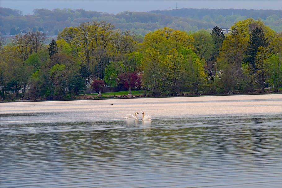 Swans, Trees, Lake, Water, Nature, park, bird, wildlife, reflection HD wallpaper