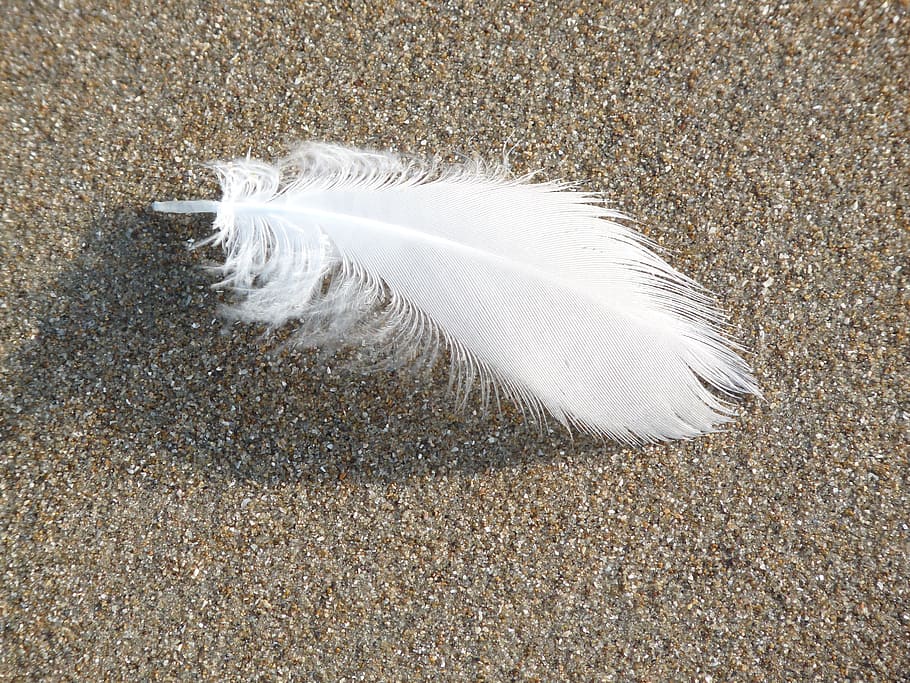 feather, ease, featherweight, lightweight, softness, white color HD wallpaper