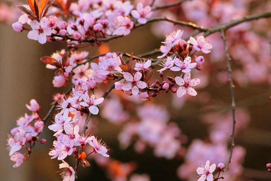 pink flowers in bokeh photography, Cherry, Blossom, Bloom, Tree HD wallpaper