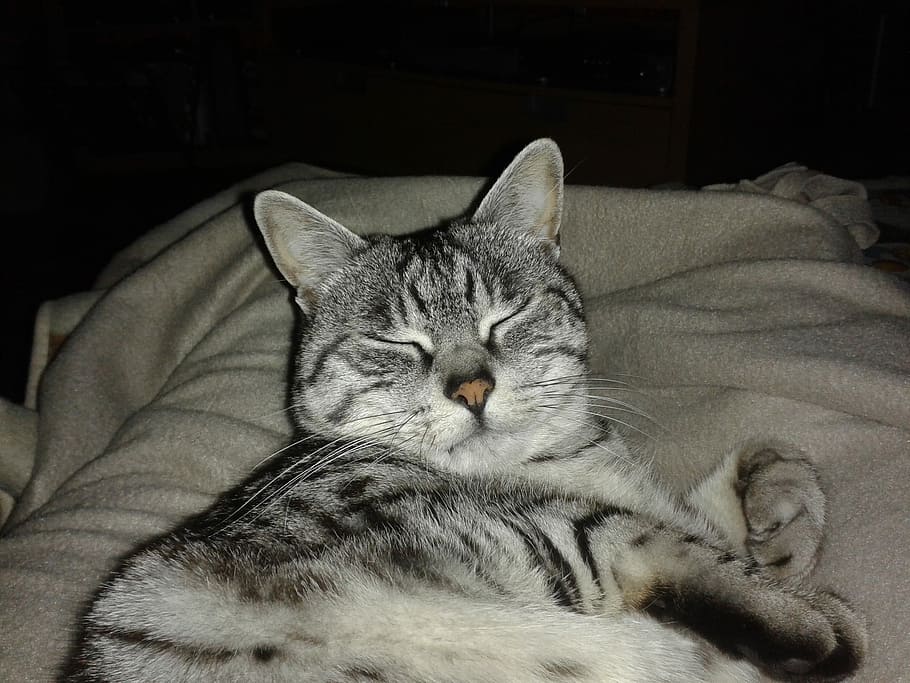 Cat, Nice, Sleeps, domestic cat, pets, domestic animals, indoors HD wallpaper