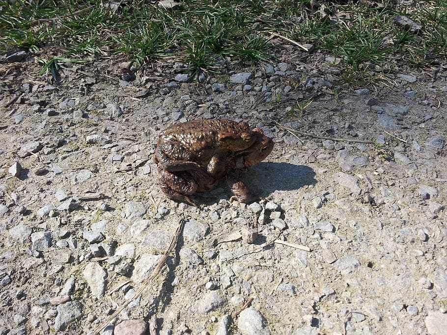 toads, pairing, frog, animal, animal themes, animals in the wild HD wallpaper
