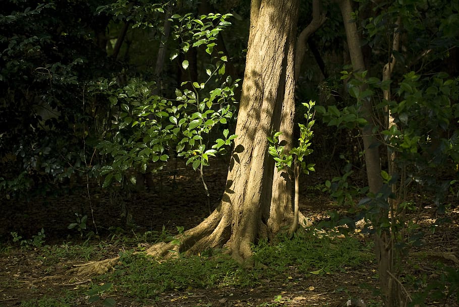 Tree, Forest, Sunset, Sidelight, tree trunk, nature, outdoors HD wallpaper
