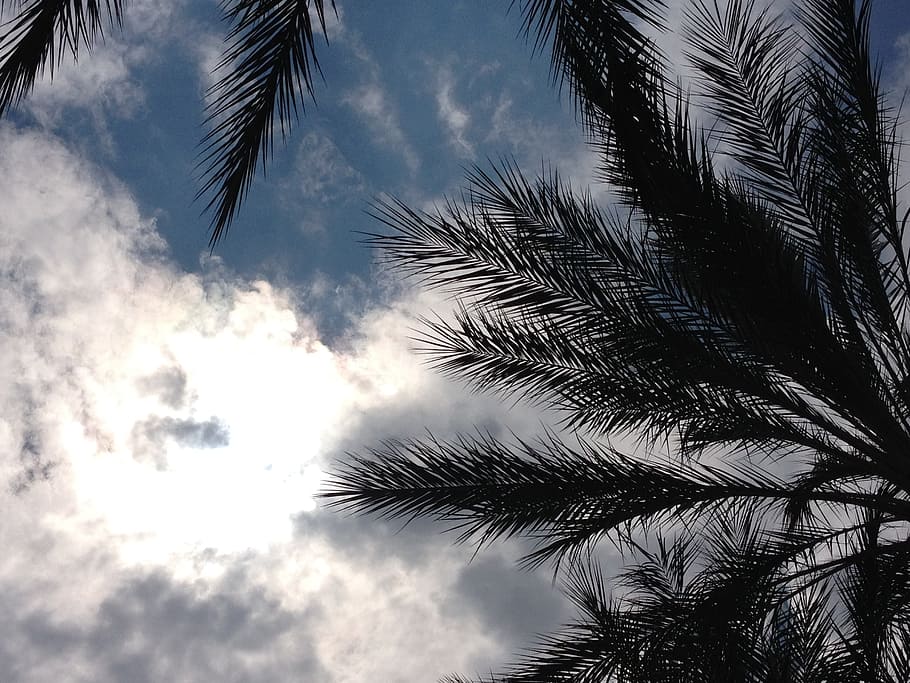 palm, trees, leaves, sun, sky, clouds, cloudy, tropical, vacation HD wallpaper
