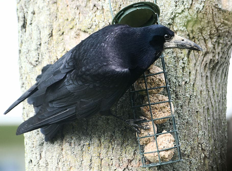 Crow, Rook, Corbie, Corby, corvus frugilegus, beak, black, one animal HD wallpaper