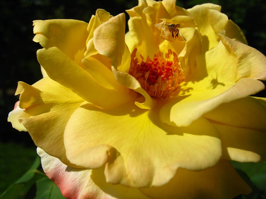 Yellow, Bloom, Blossom, Colorful, rose, detail, flora, floral HD wallpaper