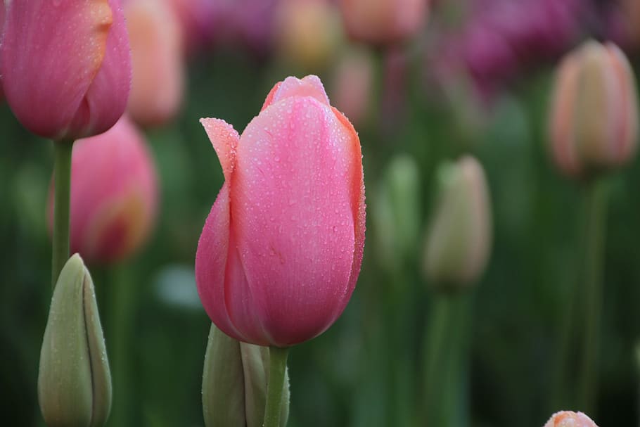 tulip, flower, pink, bloom, flowering plant, freshness, beauty in nature HD wallpaper