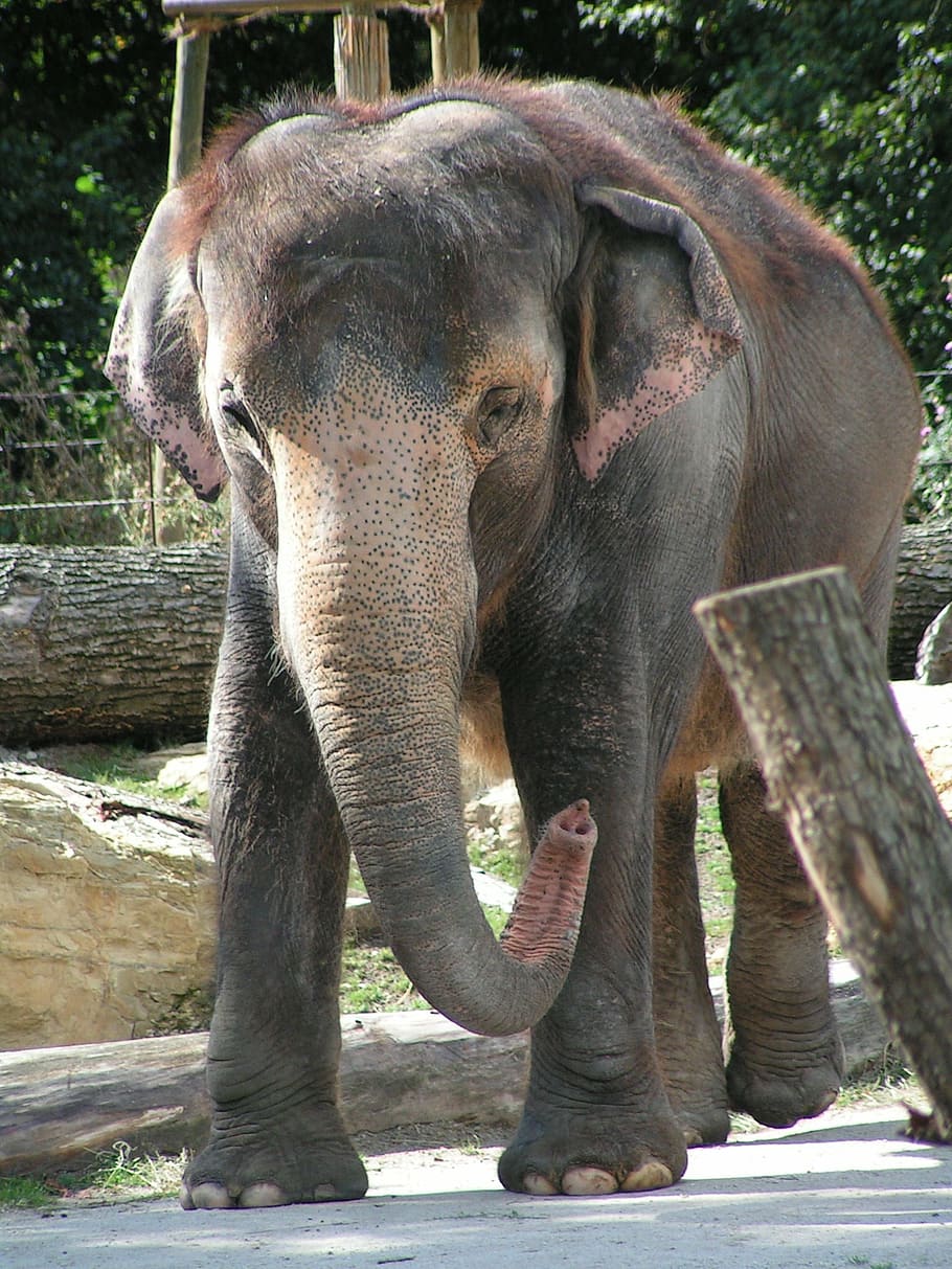 shallow focus photography of gray elephant, proboscis, zoo HD wallpaper