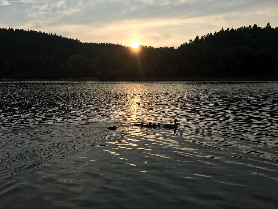 ducks, lake, sun, bird, water bird, waters, bergsee, nature HD wallpaper