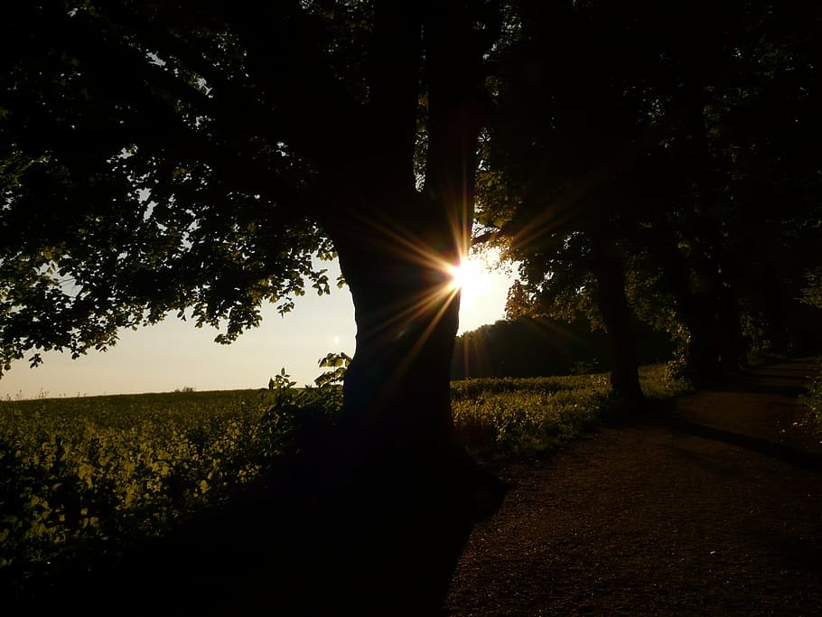 back light, tree, sun, field, away, sky, green, tribe, sunset HD wallpaper