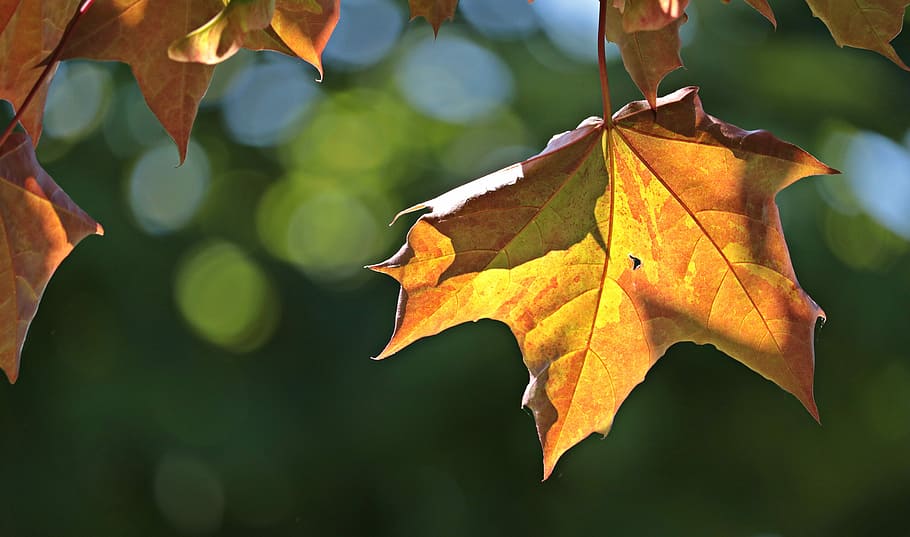 selective focus photo of brown maple leafed plant, maple leaves HD wallpaper
