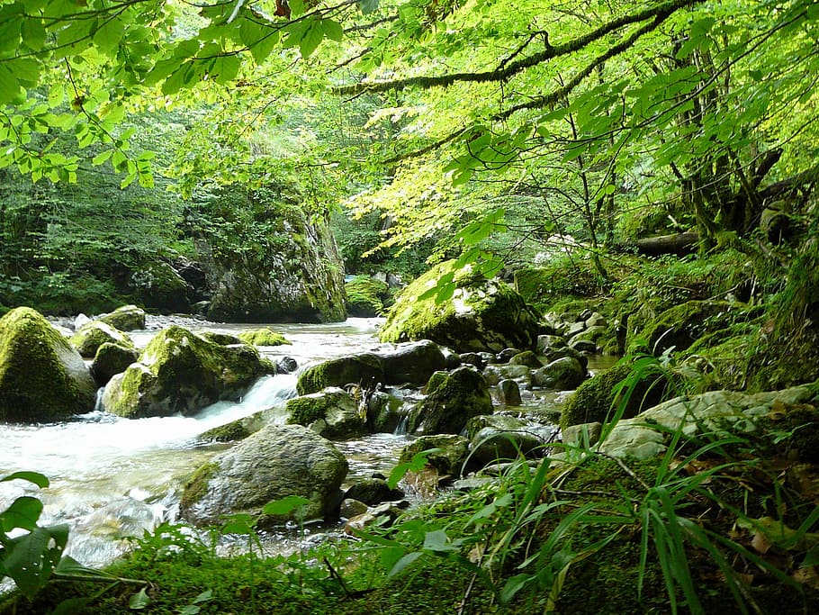 stream, deciduous, tree, forest, plant, water, beauty in nature HD wallpaper