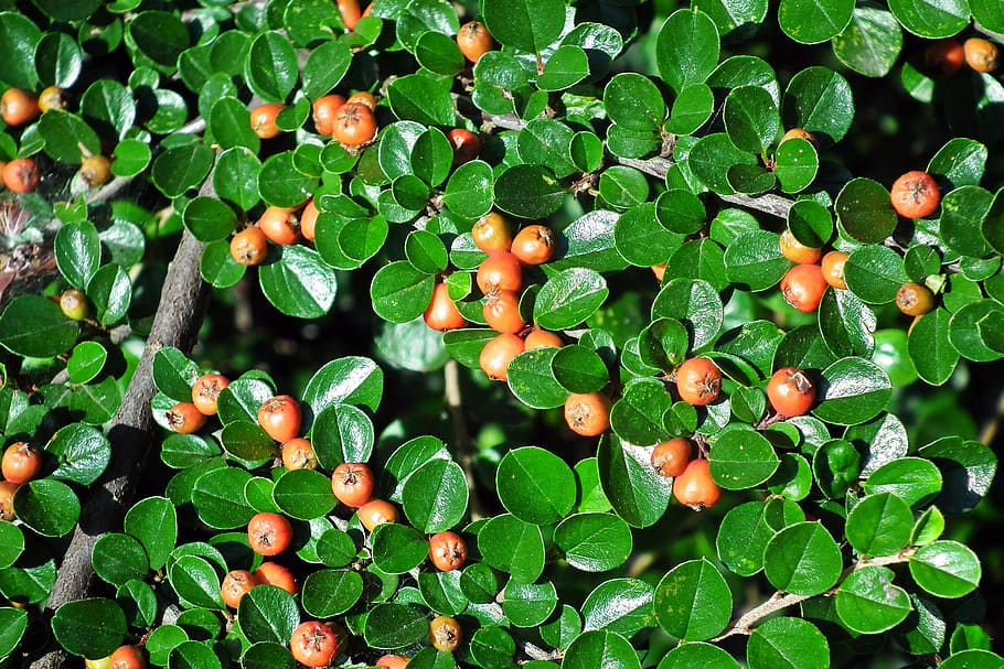 cotoneaster, bush, hedge, berries, minor, dashing, growth, fruit HD wallpaper