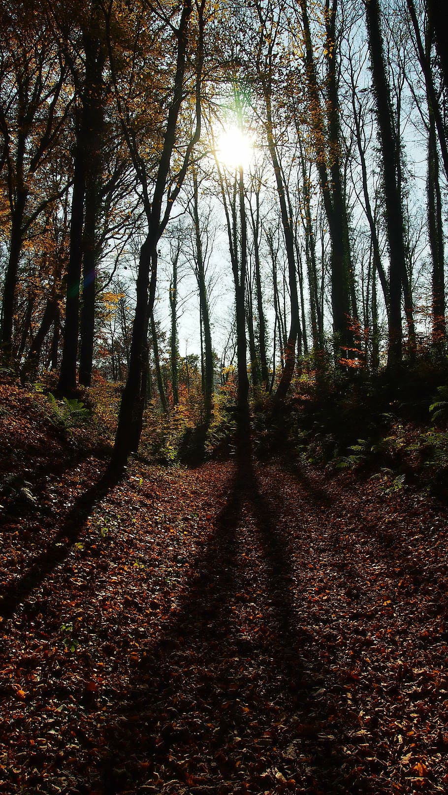forest, autumn, shadow, trees, fall foliage, autumn forest HD wallpaper